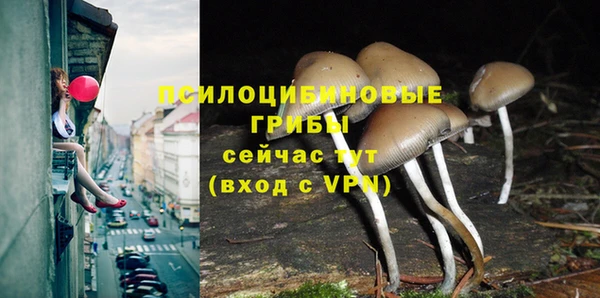 PSILOCYBIN Ветлуга